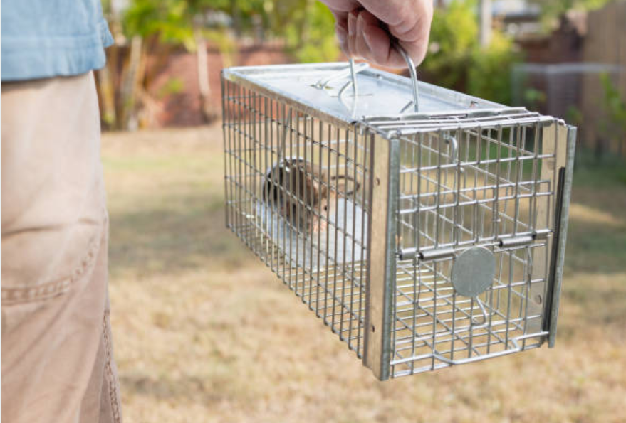 ratto in gabbia catturato con derattizzazione professionale ecologica