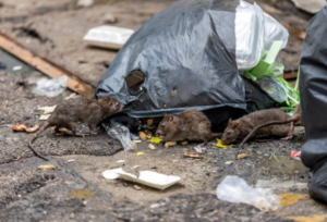 alcuni topi rovistano tra i rifiuti