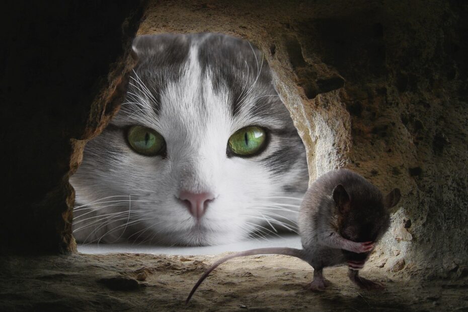 Gatto osserva topo attraverso buco nel muro.