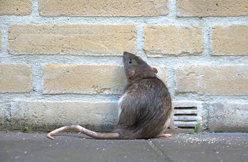 Un ratto grigio in piedi di spalle appoggiato a un muro di mattoni